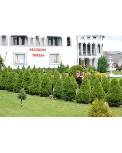 Ялина канадська Коніка | Picea glauca Conica | Ель канадская Коника
