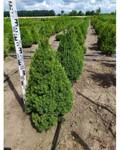 Ялина канадська Коніка | Picea glauca Conica | Ель канадская Коника