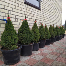 Ялина канадська Коніка | Picea glauca Conica | Ель канадская Коника