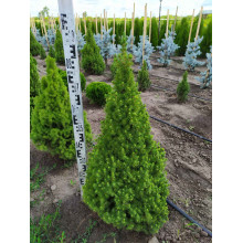 Ялина канадська Коніка | Picea glauca Conica | Ель канадская Коника