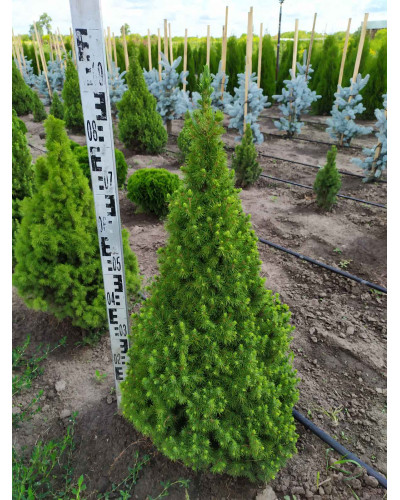 Ялина канадська Коніка | Picea glauca Conica | Ель канадская Коника