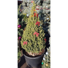 Ялина канадська Коніка | Picea glauca Conica | Ель канадская Коника