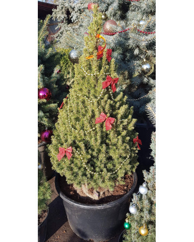 Ялина канадська Коніка | Picea glauca Conica | Ель канадская Коника
