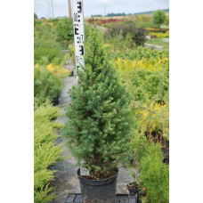 Ялина канадська Коніка | Picea glauca Conica | Ель канадская Коника