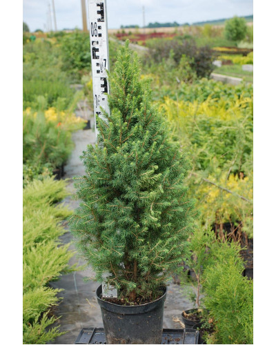 Ялина канадська Коніка | Picea glauca Conica | Ель канадская Коника