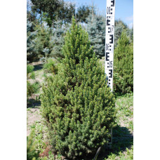 Ялина канадська Коніка | Picea glauca Conica | Ель канадская Коника