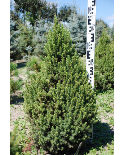 Ялина канадська Коніка | Picea glauca Conica | Ель канадская Коника