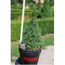 Ялина канадська Коніка | Picea glauca Conica | Ель канадская Коника