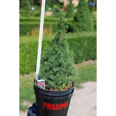 Ялина канадська Коніка | Picea glauca Conica | Ель канадская Коника