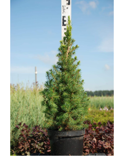 Ялина канадська Коніка | Picea glauca Conica | Ель канадская Коника