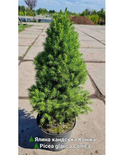 Ялина канадська Коніка | Picea glauca Conica | Ель канадская Коника