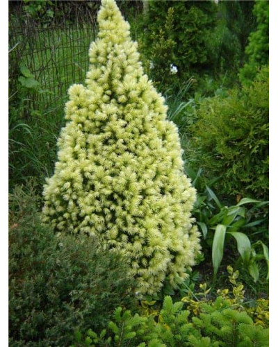 Ялина канадська Дейзі Уайт | Ель канадская Дейзи Уайт | Picea glauca Daisy’s White
