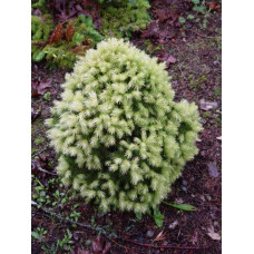 Ялина канадська Дейзі Уайт | Ель канадская Дейзи Уайт | Picea glauca Daisy’s White