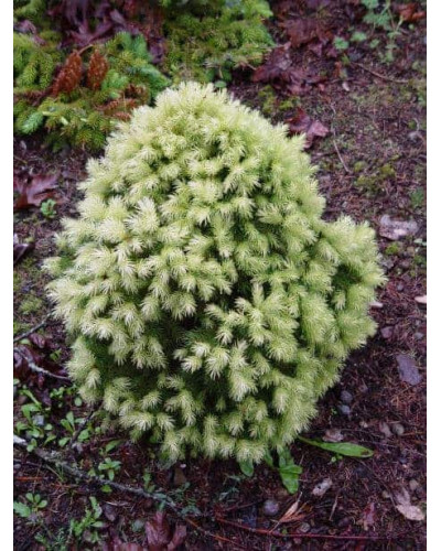 Ялина канадська Дейзі Уайт | Ель канадская Дейзи Уайт | Picea glauca Daisy’s White