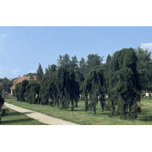 Ялина звичайна плакуча Інверса (перевернута) | Picea abies Inversa | Ель обыкновенная плакучая Инверса (перевернутая)