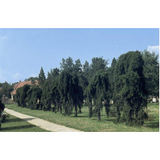 Ялина звичайна плакуча Інверса (перевернута) | Picea abies Inversa | Ель обыкновенная плакучая Инверса (перевернутая)