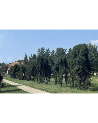 Ялина звичайна плакуча Інверса (перевернута) | Picea abies Inversa | Ель обыкновенная плакучая Инверса (перевернутая)