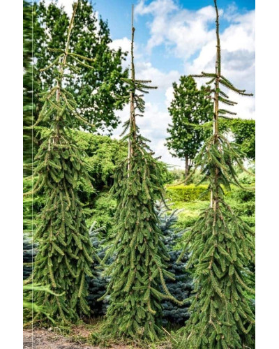 Ялина звичайна / європейська Ротенхаус | Picea abies Rothenhaus | Ель обыкновенная / европейская Ротенхаус