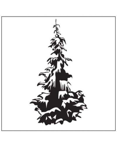 Ялина звичайна / європейська Ротенхаус | Picea abies Rothenhaus | Ель обыкновенная / европейская Ротенхаус