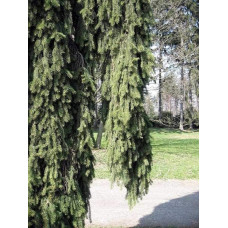 Ялина звичайна / європейська Ротенхаус | Picea abies Rothenhaus | Ель обыкновенная / европейская Ротенхаус