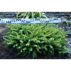 Ялина звичайна / європейська Нідіформіс | Picea abies Nidiformis | Ель обыкновенная / европейская Нидиформис