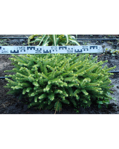 Ялина звичайна / європейська Нідіформіс | Picea abies Nidiformis | Ель обыкновенная / европейская Нидиформис