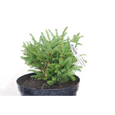 Ялина звичайна / європейська Нідіформіс | Picea abies Nidiformis | Ель обыкновенная / европейская Нидиформис
