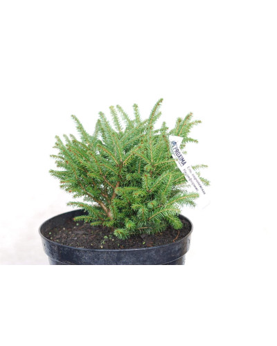 Ялина звичайна / європейська Нідіформіс | Picea abies Nidiformis | Ель обыкновенная / европейская Нидиформис