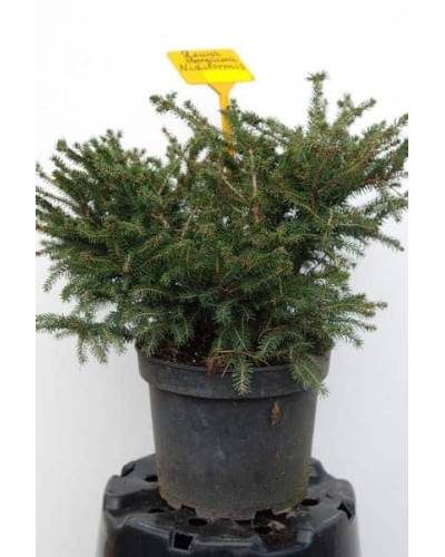 Ялина звичайна / європейська Нідіформіс | Picea abies Nidiformis | Ель обыкновенная / европейская Нидиформис