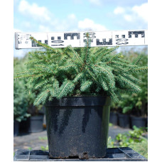 Ялина звичайна / європейська Нідіформіс | Picea abies Nidiformis | Ель обыкновенная / европейская Нидиформис