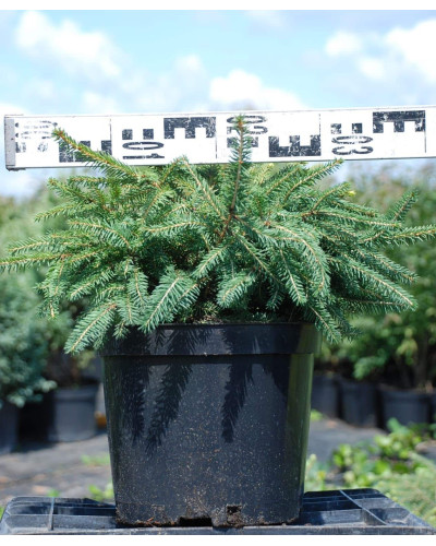Ялина звичайна / європейська Нідіформіс | Picea abies Nidiformis | Ель обыкновенная / европейская Нидиформис