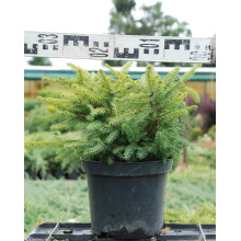 Ялина звичайна / європейська Нідіформіс | Picea abies Nidiformis | Ель обыкновенная / европейская Нидиформис
