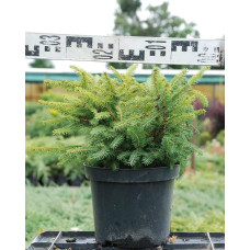 Ялина звичайна / європейська Нідіформіс | Picea abies Nidiformis | Ель обыкновенная / европейская Нидиформис