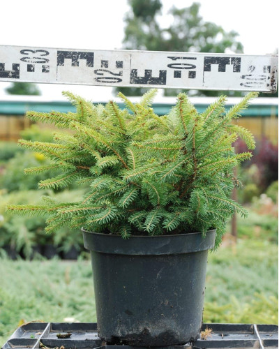 Ялина звичайна / європейська Нідіформіс | Picea abies Nidiformis | Ель обыкновенная / европейская Нидиформис