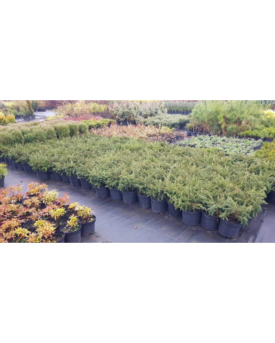 Ялина звичайна / європейська Нідіформіс | Picea abies Nidiformis | Ель обыкновенная / европейская Нидиформис