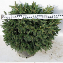 Ялина звичайна / європейська Нідіформіс | Picea abies Nidiformis | Ель обыкновенная / европейская Нидиформис