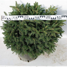 Ялина звичайна / європейська Нідіформіс | Picea abies Nidiformis | Ель обыкновенная / европейская Нидиформис