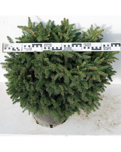 Ялина звичайна / європейська Нідіформіс | Picea abies Nidiformis | Ель обыкновенная / европейская Нидиформис