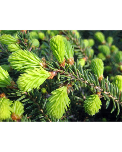 Ялина звичайна / європейська Нідіформіс | Picea abies Nidiformis | Ель обыкновенная / европейская Нидиформис