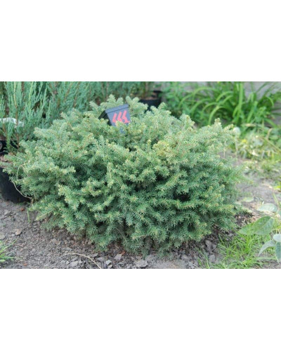 Ялина звичайна / європейська Нідіформіс | Picea abies Nidiformis | Ель обыкновенная / европейская Нидиформис