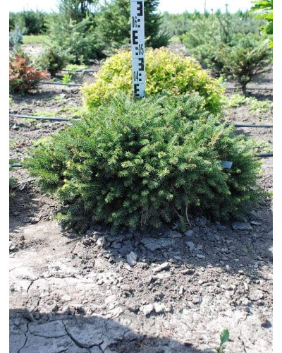 Ялина звичайна / європейська Нідіформіс | Picea abies Nidiformis | Ель обыкновенная / европейская Нидиформис