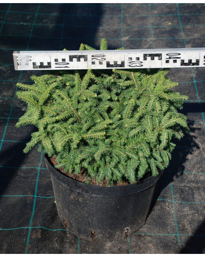 Ялина звичайна / європейська Нідіформіс | Picea abies Nidiformis | Ель обыкновенная / европейская Нидиформис