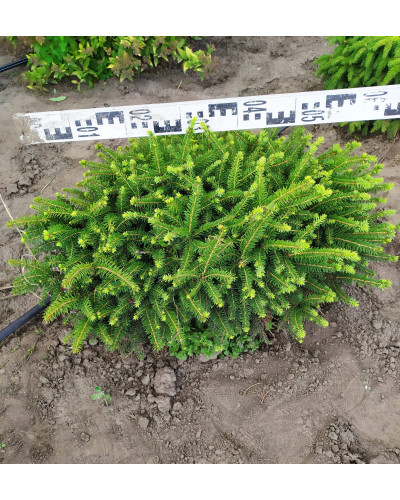Ялина звичайна / європейська Нідіформіс | Picea abies Nidiformis | Ель обыкновенная / европейская Нидиформис