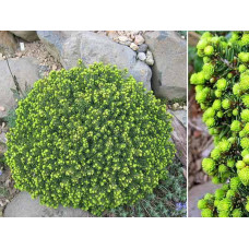 Ялина звичайна / європейська Літл Джем | Picea abies Little Gem | Ель обыкновенная / европейская Литл Джем