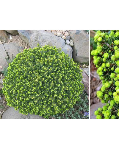 Ялина звичайна / європейська Літл Джем | Picea abies Little Gem | Ель обыкновенная / европейская Литл Джем