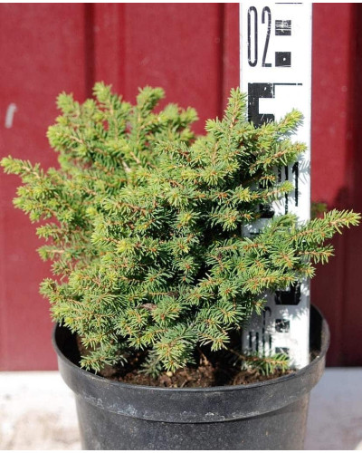 Ялина звичайна / європейська Літл Джем | Picea abies Little Gem | Ель обыкновенная / европейская Литл Джем
