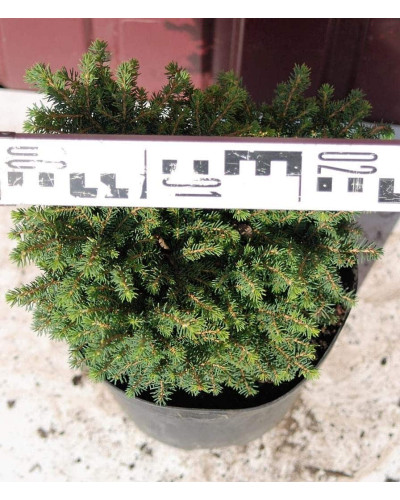 Ялина звичайна / європейська Літл Джем | Picea abies Little Gem | Ель обыкновенная / европейская Литл Джем