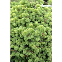 Ялина звичайна / європейська Літл Джем | Picea abies Little Gem | Ель обыкновенная / европейская Литл Джем
