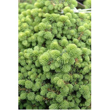 Ялина звичайна / європейська Літл Джем | Picea abies Little Gem | Ель обыкновенная / европейская Литл Джем