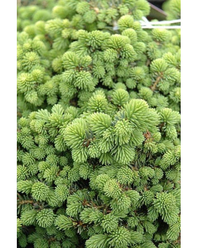 Ялина звичайна / європейська Літл Джем | Picea abies Little Gem | Ель обыкновенная / европейская Литл Джем